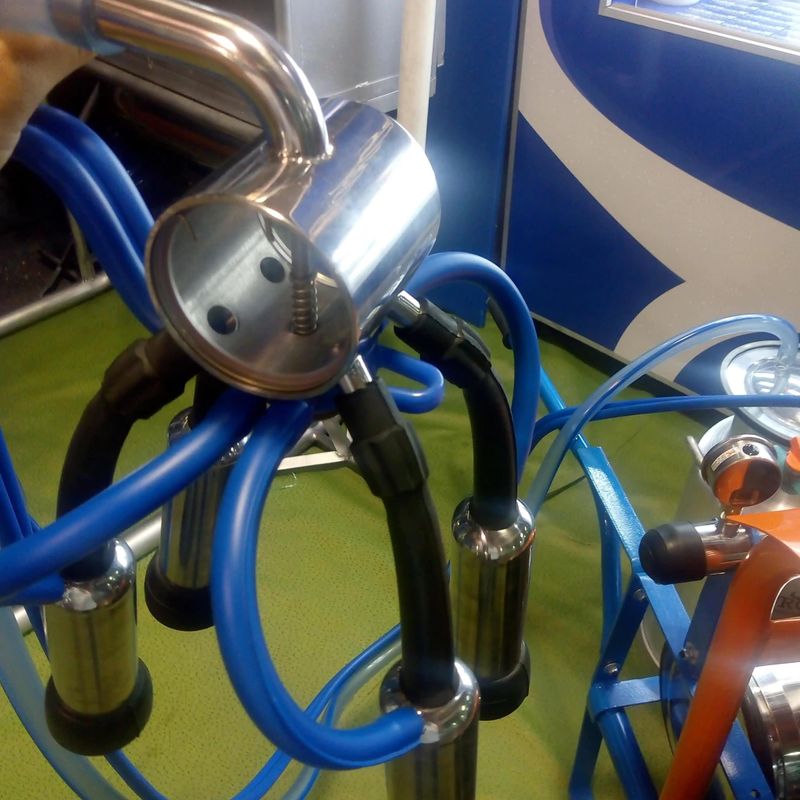 Colector de ordeño para vacas ULTRA-RESISTENTE ACERO INOX — foto 3