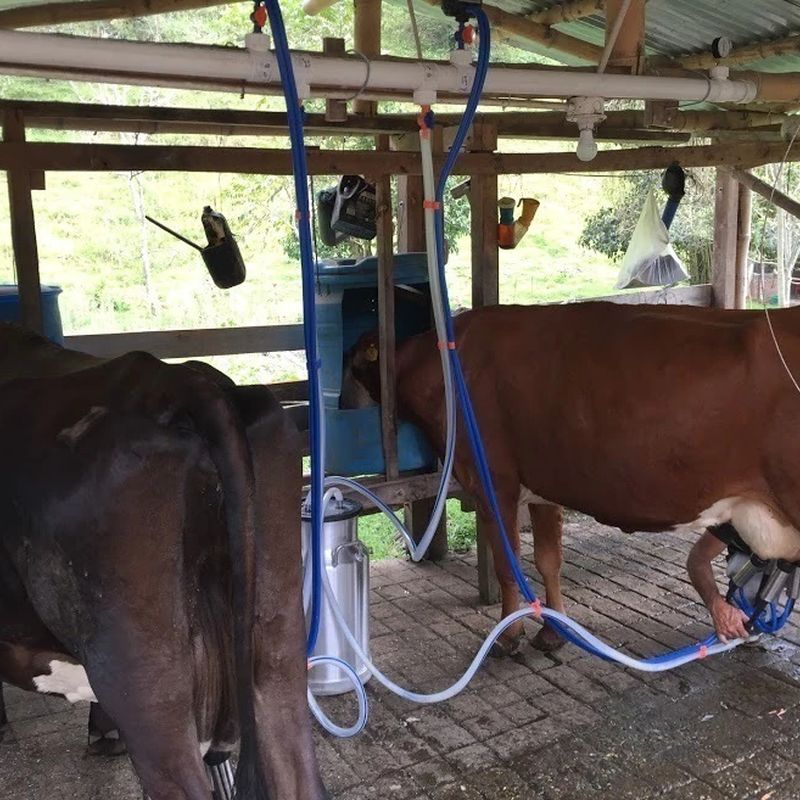 Equipo de Ordeño Fijo de 1 y 2 puestos para Vacas linea Premium — foto 2