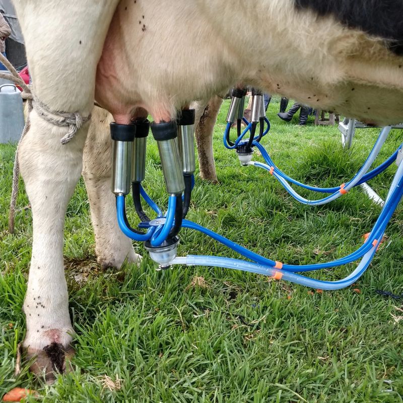Equipo de Ordeño Fijo de 1 y 2 puestos para Vacas linea Premium — foto 3