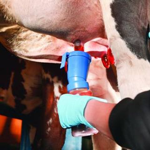 Vaso sellador de pezones sin retorno para vacas — foto 2