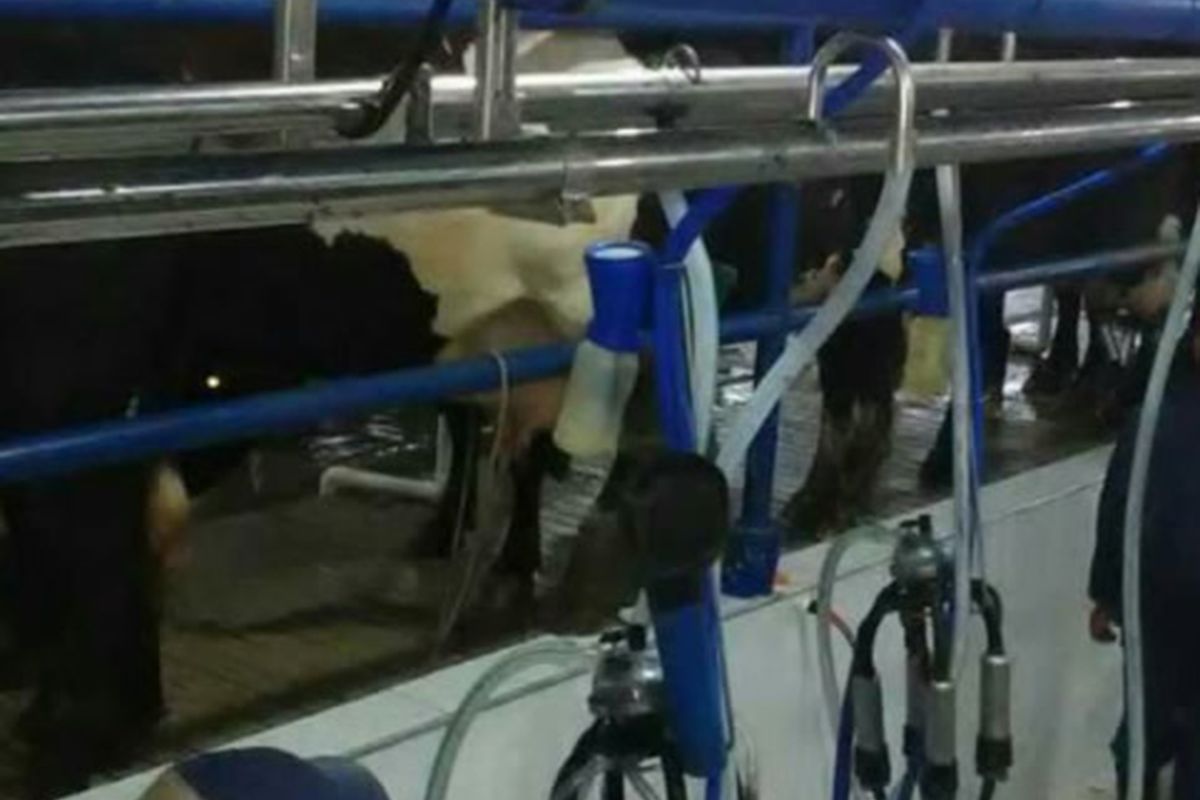 Conducción de leche en tubería de acero inoxidable instalada por deOrdeño